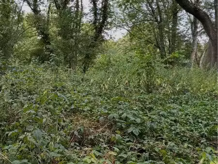 terrain herbage pour animaux