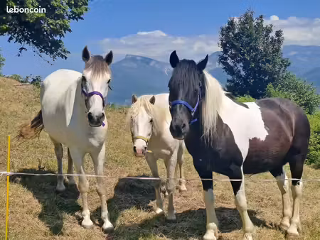 professionelle cherche terrain  prairie  pature pour chevaux