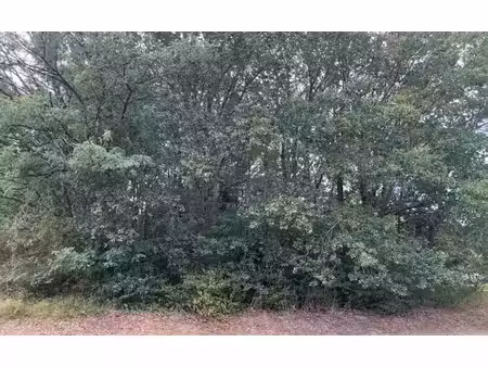 terrain