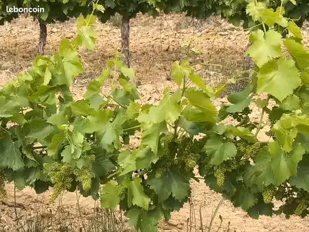 vends vignes cardet