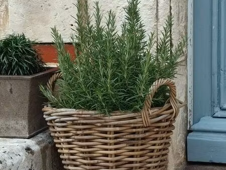 recherche maison ou appartement
