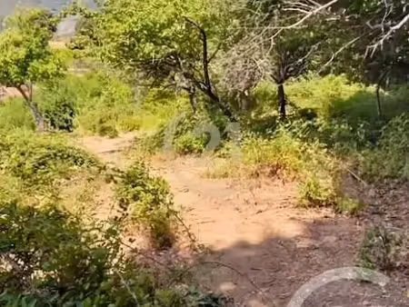 vente terrain à batir 1038 m² à scolca (20290)  66 000 €