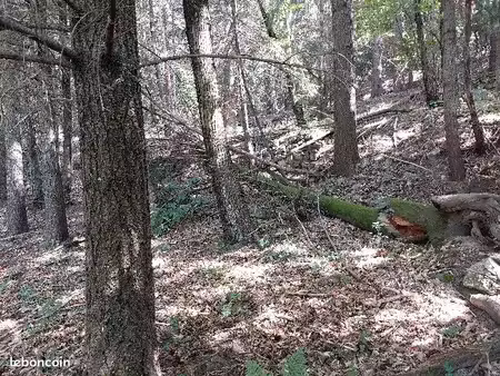 beau terrain boisé situé dans un environnement naturel  calme et préservé