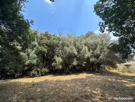 bien rare – terrain constructible 3 000 m² – barbaggio – cu pour 3 maisons – proche bastia