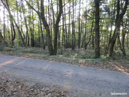recherche bois foret taillis coupe rase