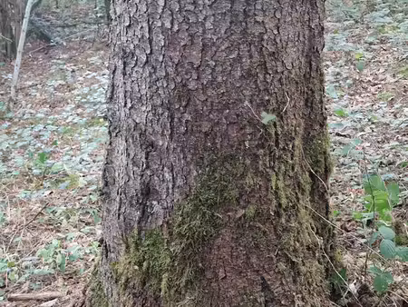 terrain 947 m² avec arbres adultes / bois sur pied - sainte-marie-la-panouze (19)