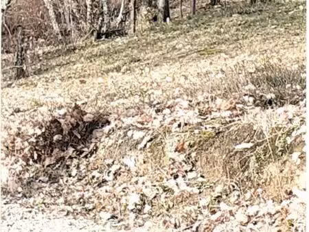 terrain de détente boisé