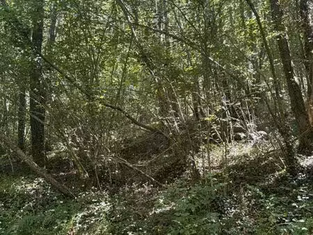 parcelle de bois avec bois de chauffage