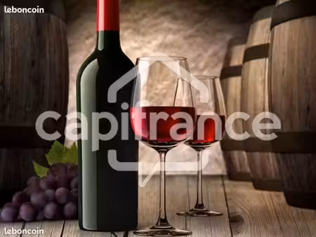 cave à vins 31 m²