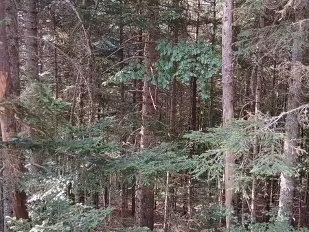 forêt