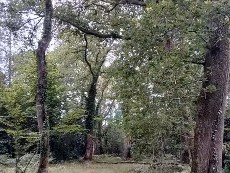 joli terrain boisé
