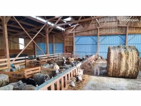 reprise exploitation agricole ovin