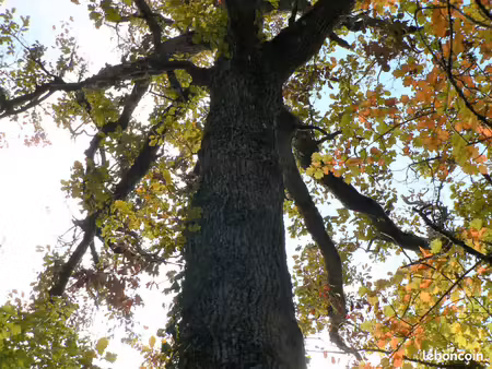 forêt de chênes