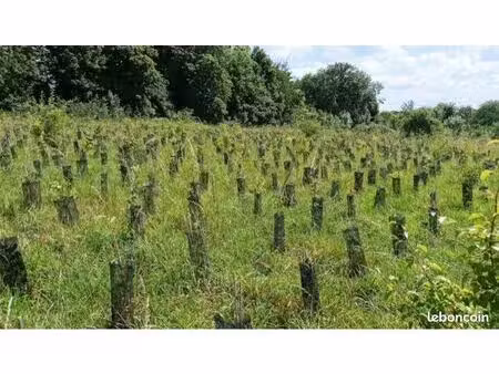recherche terrain agricole pour plantation