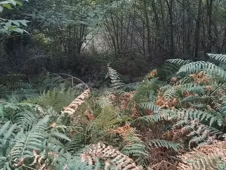 location parcelle au cœur de la forêt