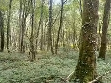 recherche parcelle boisée
