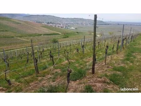 vignes aoc