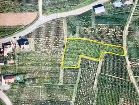 terrain avec vignes