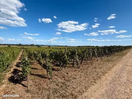 terrain avec vignes