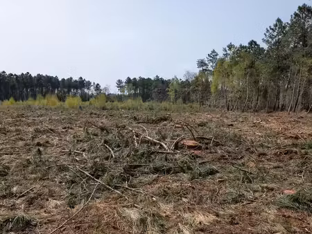 terrain boisé / parcelle forestière ebc de 1 83 ha