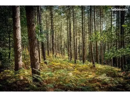 sapinière - bois -taillis