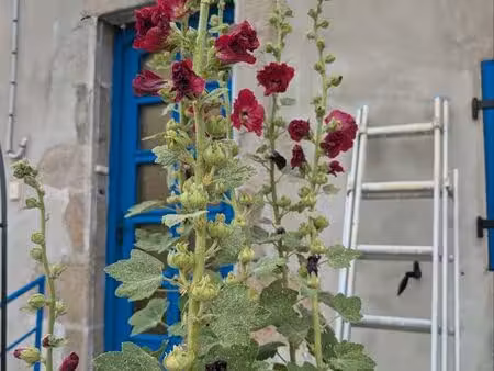a louer studio meublé 30 m2