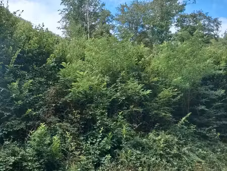 vend parcelle de bois 1hectare 20