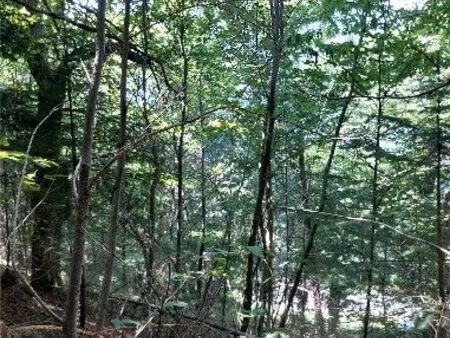 terrain boisé de 3 285 m² – forambeau – 07160 le cheylard