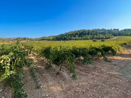 parcelle de vigne aop corbières