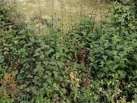 vente terrain à merlevenez (56700) : à vendre / merlevenez