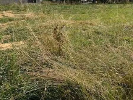 vente terrain à marsais-sainte-radégonde (85570) : à vendre / marsais-sainte-radégonde