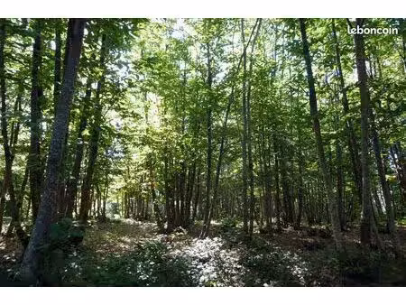 1hectarz de bois a lacaud