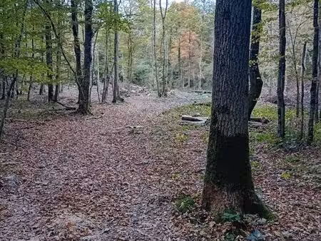 parcelle de bois