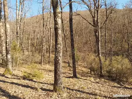 terrain bois de chene