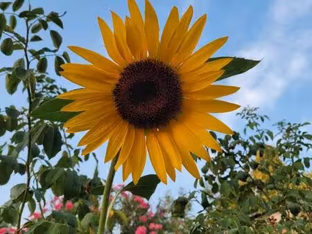 cherche maison plein pied avec jardin