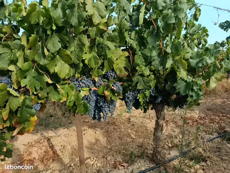 vend vigne merlot
