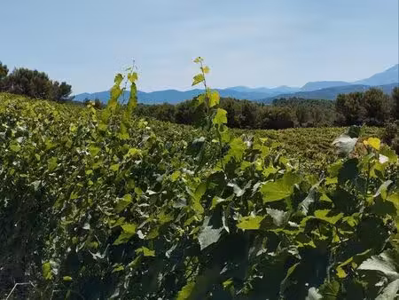 domaine viticole en culture biologique  côte du rhône villages avec oliviers et truffiers
