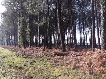très beau terrain en forêt