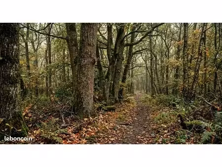 recherche petite parcelle boisée