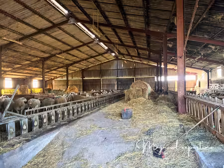 ferme ovine de 39 ha avec fermages complémentaires possibles dans le lot 46 occitanie