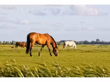 terrain agricole