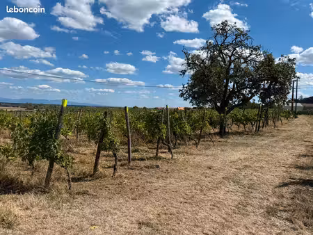 terrain avec vignes