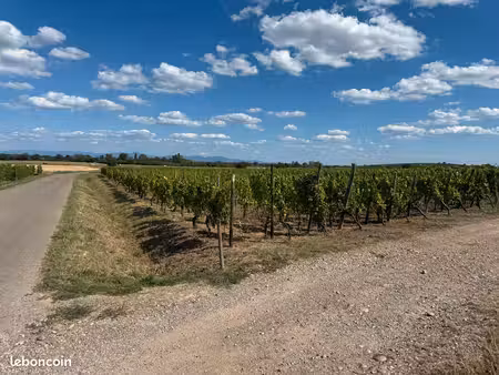 terrain avec vignes