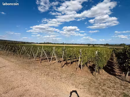 terrain avec vignes
