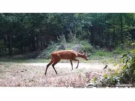 location de chasse 10 ha