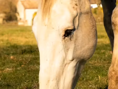 recherche terrain agricole / pré pour chevaux