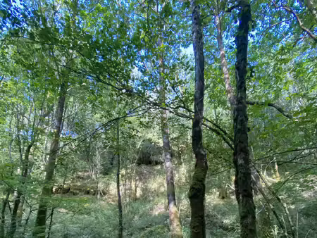 à vendre bois de 16 625 m2 à quistinic (56310)