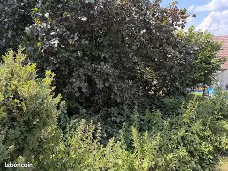 terrain 346 m² masevaux niederbruck