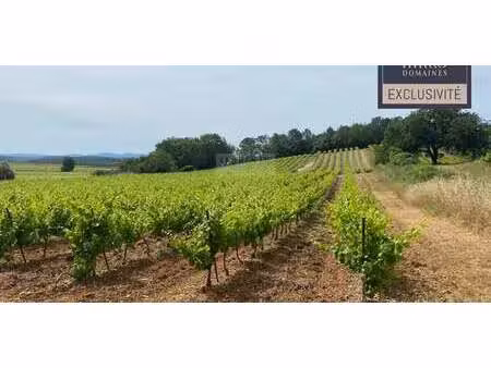 vignoble cabasse (83)