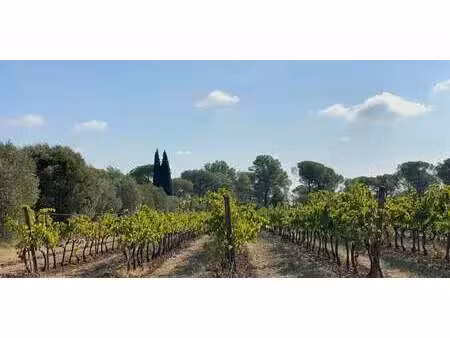 vignoble la motte (83)